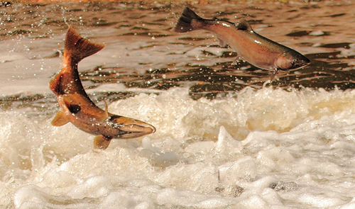 Two Salmon splashing